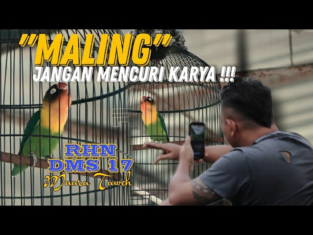 LOVEBIRD MALING | #rhnsalatiga #rhnnisme class=