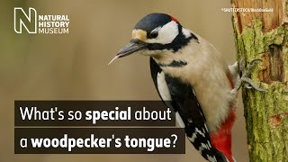 What's so special about a woodpecker's tongue? | Surprising Science screenshot 3