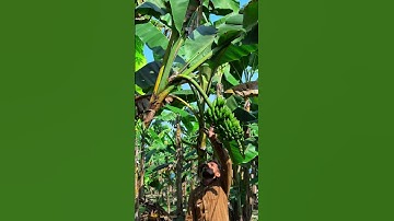 Perfect Banana Cutting Techniques for You! 🍌✨ #banana #fruitcutting #healthy