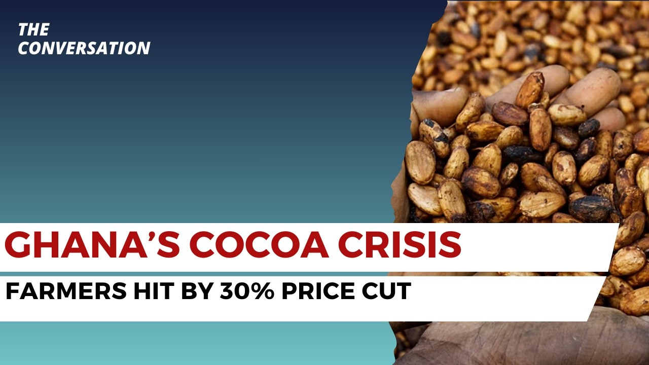 Ghana’s Cocoa Crisis: Farmers Hit by 30% Price Cut