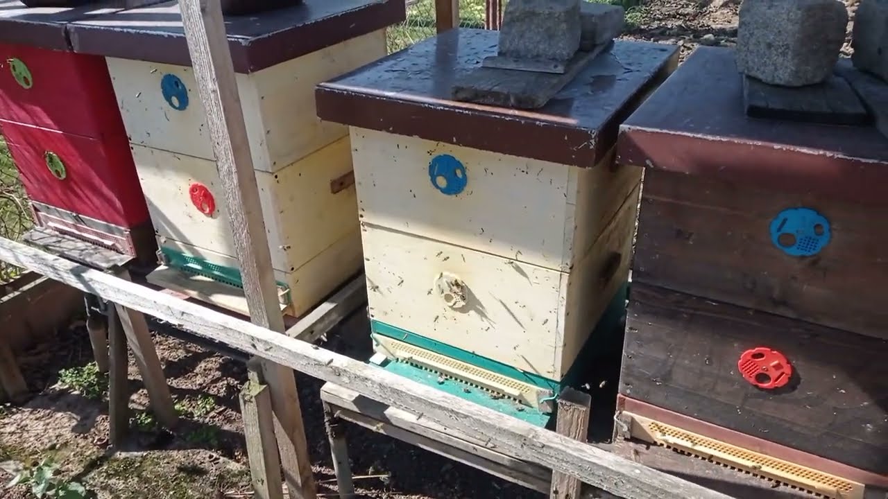 Zásahy ve včelách (Přidání medníků? Otočení nástavků?) v polovině dubna 2022. Brno.