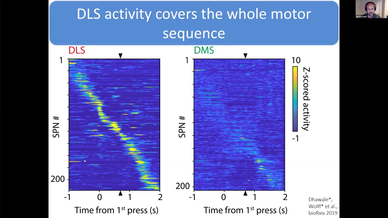 Talk: Motor skill learning and execution in a distributed brain network