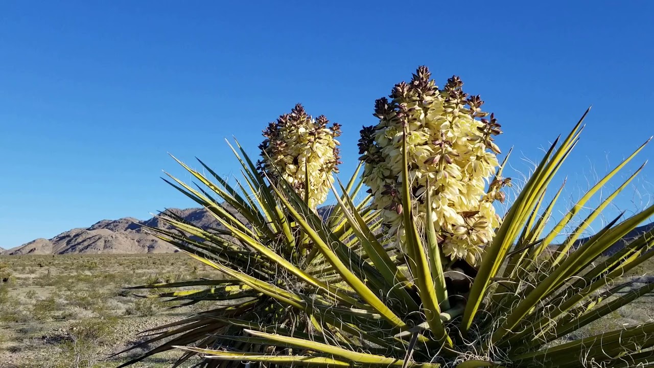 Desert Plant Life Part 2 Las Vegas Area Gass Peak Desert National