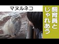 【マヌルネコ】飼育員とじゃれあい！＠那須どうぶつ王国　Pallas cat - playing with zoo keeper