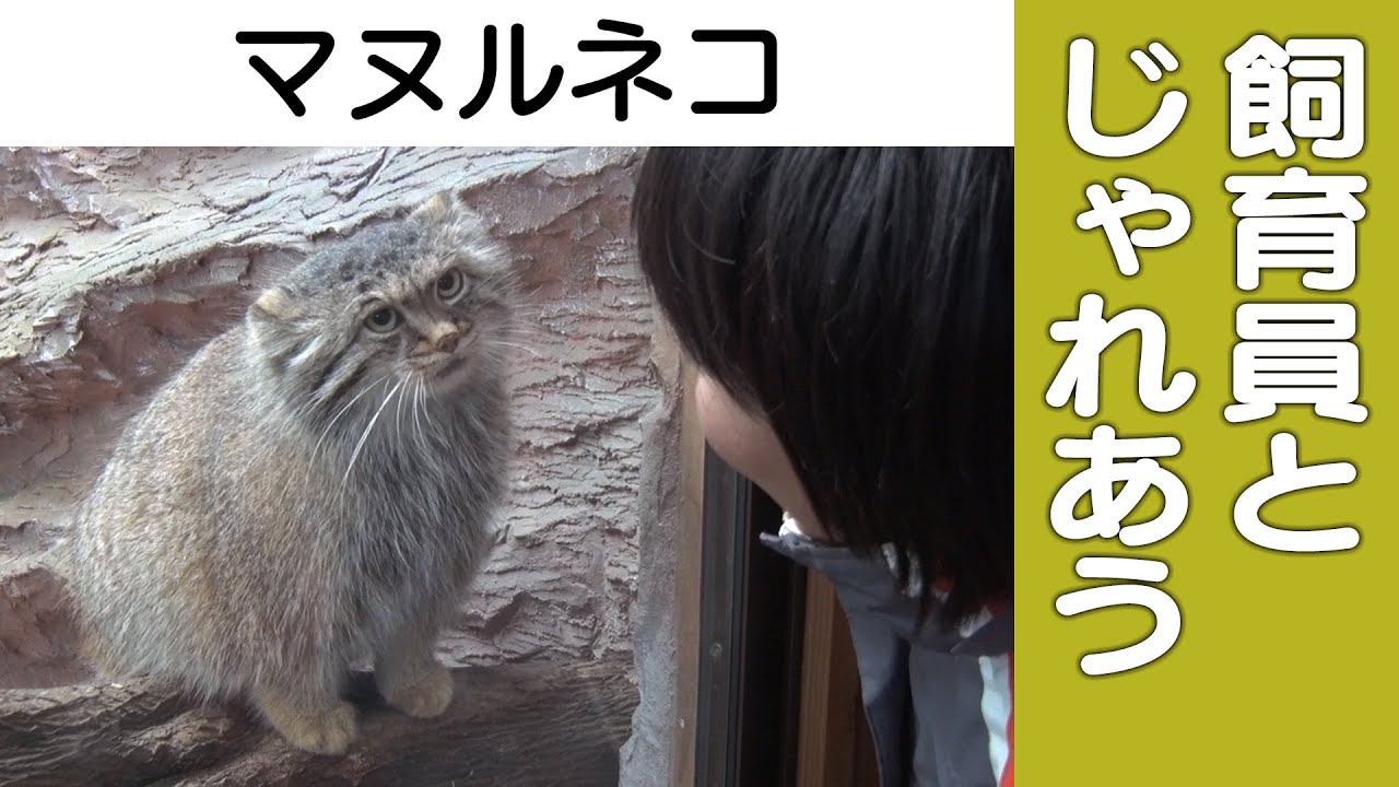 マヌルネコ 飼育員とじゃれあい 那須どうぶつ王国 Pallas Cat Playing With Zoo Keeper Youtube