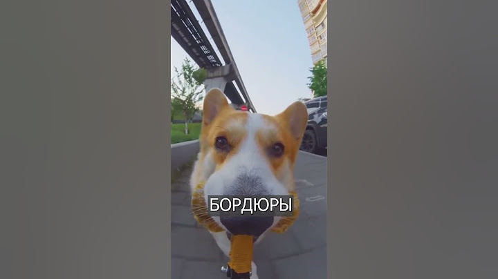 Китаец дал своей собаке КАМЕРУ,  и это надо видеть