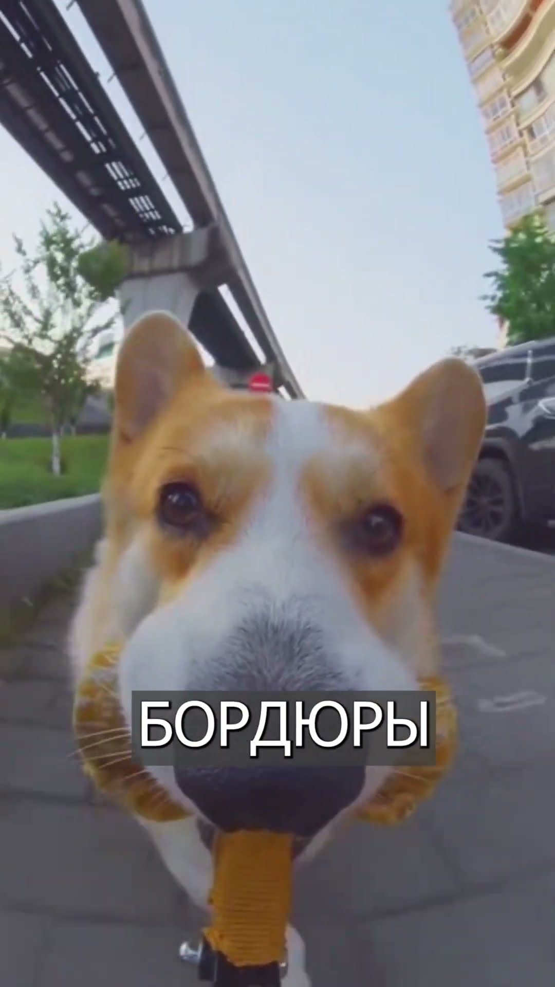 кот держит собаку