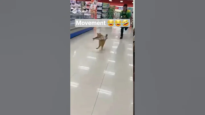 Video 11083521: cats cute pets compilation, compilation cats pets animals, cat compilation funny pet, funny cat compilation funniest, funniest cats dogs compilation, cat best funniest compilation