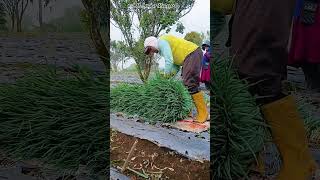 Cara Menggulung Bawang Daun Yang Benar #agriculture#Spring onion