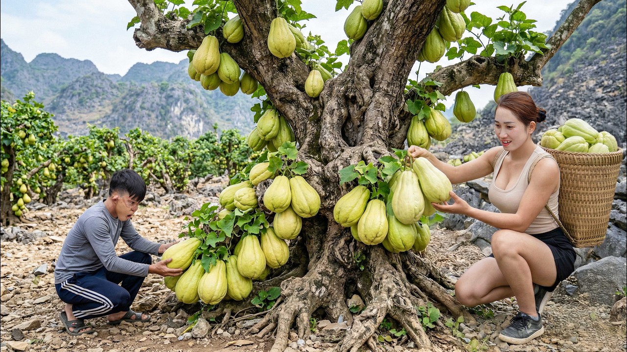 Harvesting Many Bonsai Chayote Fruits to Sell | 90 Days After Flowering and Fruit Set