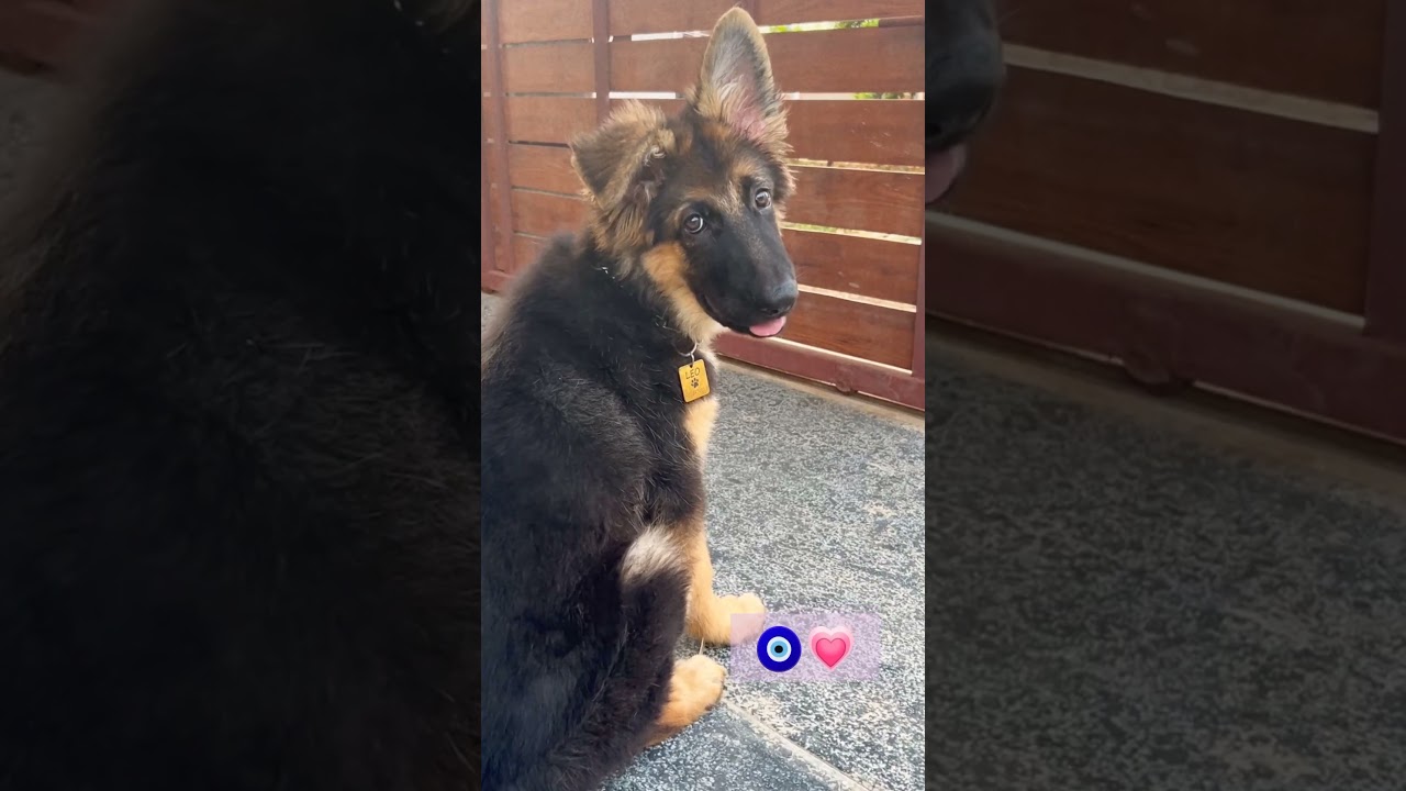 || Leo :)❤️🐶 || The German shepherd || 3 months Old ||