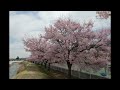 春の蓼科、星空(ホテル、アンビエント蓼科のベランダより)、霧ヶ峰、茅野市内の桜並木
