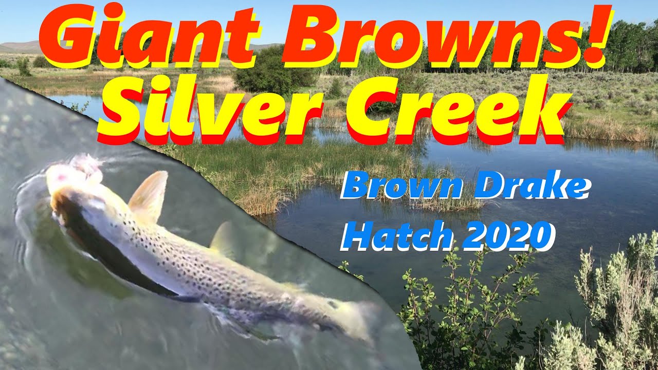 Catching Big Brown Trout and Brown Drakes on Silver Creek in Idaho. A