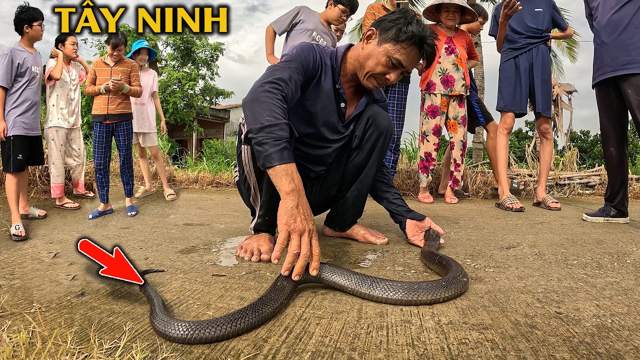 Tìm Thấy Con Rắn To Lớn Từ Lời Kể Sợ Hãi Của Người Trong Xóm | TGSB #1167
