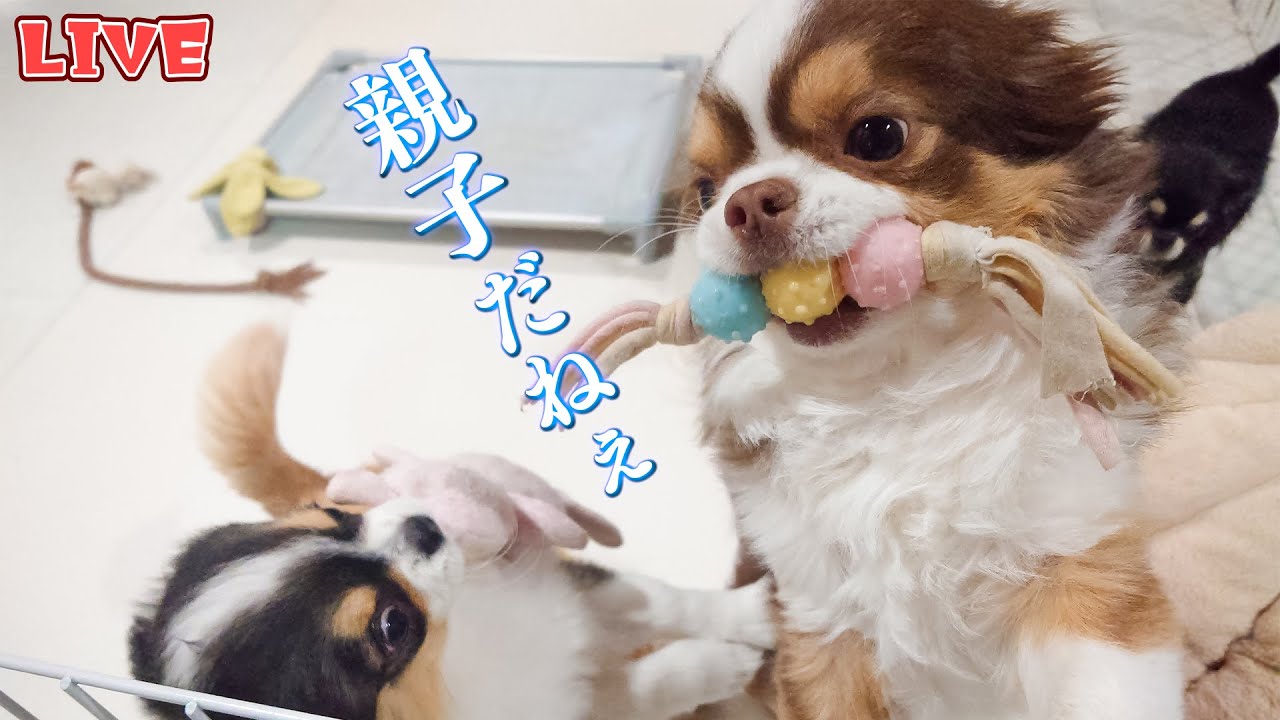【Live】仔犬と遊びながら雑談する3月始めの夜配信【ブリーダー】