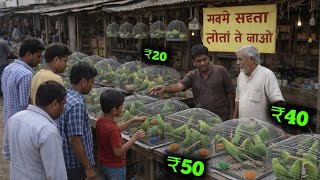 Cheapest Price Parrot Market In Uttar Pradesh 2026 All Parrots In Cheapest Price