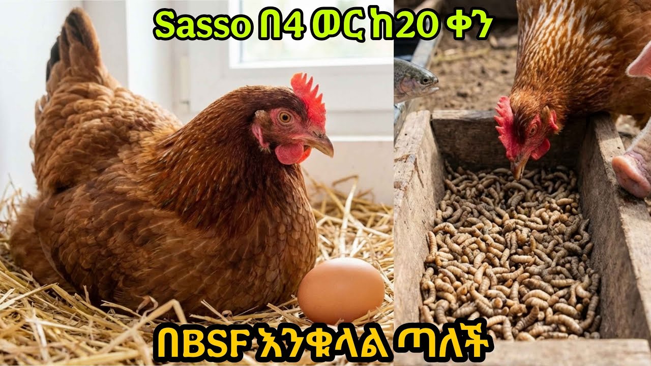 በBSF Sasso በ4 ወር ብቻ እንቁላል ጣሉ