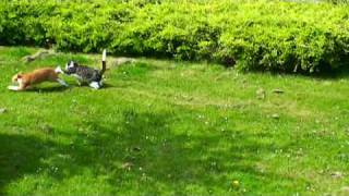 Slowmotion Cat Attack!