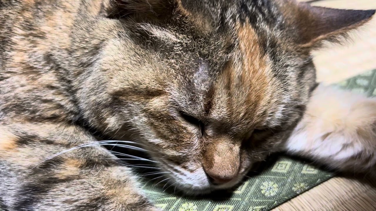 いびきかいて寝てる猫