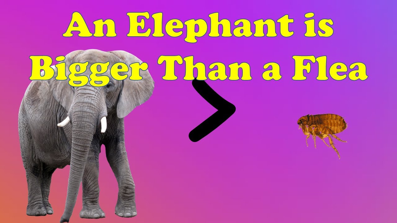 an-elephant-is-bigger-than-a-flea-youtube