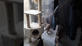 Arbre A Chat Petrebels Lucky Bastards Panorama 1 Youtube Arbre A Chat Petrebels Lucky Bastards Panorama 1 Youtube