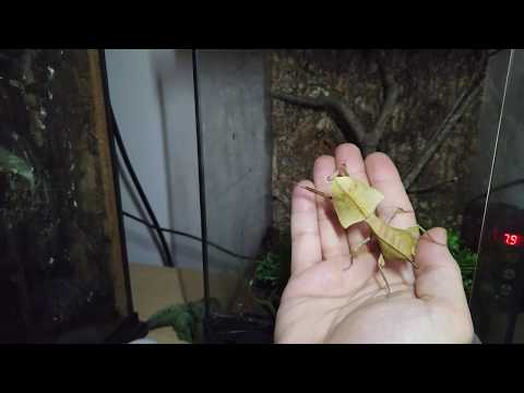 Dead Leaf Mantis
