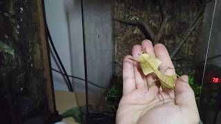 Dead Leaf Mantis