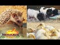 Matanglawin: Baby Animal Farm