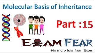 Biology Molecular Basis of Inheritance part 15 (DNA replication 1:Helicase) class 12 XII