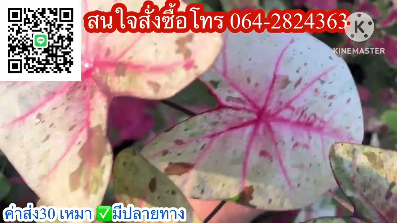 Ep.1288❤️🔥 บอนสีสวยๆ มาแบ่งแล้ว✅มีปลายทางส่งทั่วไทยค่าส่ง30☎️โทร064-2824363