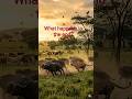 Tiger Hunting Buffalo – You Won’t Believe What Happens Next! #tiger #animal #cinematic #mranimalbd