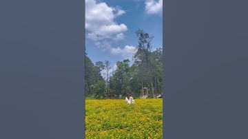 Một ngày dong chơi ở KDL Thác Đambri. #baoloc #dulichbaoloc #thacdambri