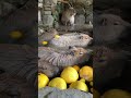 Take a bath Capybara カピバラ温泉