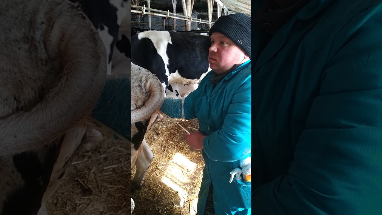 лечение скрытого и хронического эндометрита у коров - YouTube