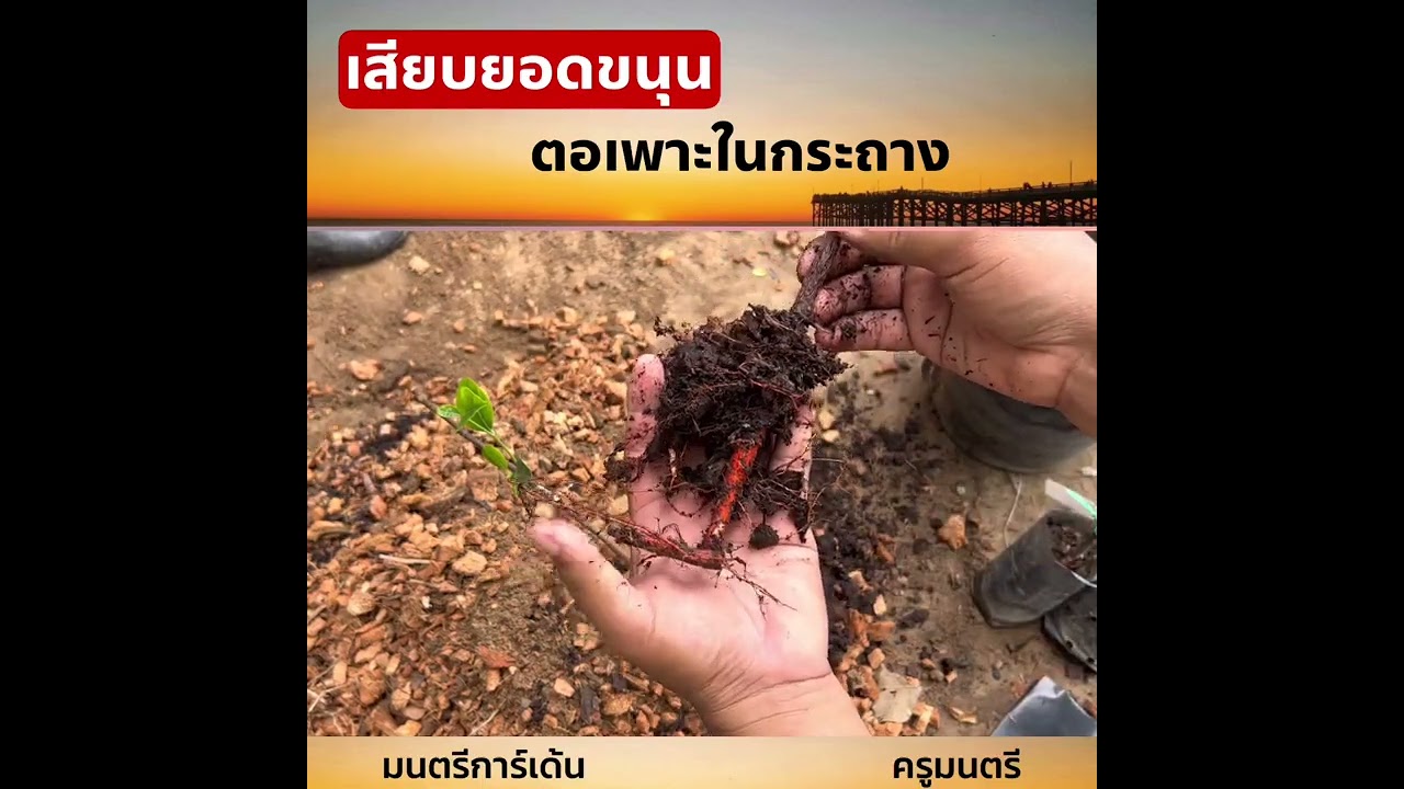 เสียบขนุนในกระถาง
