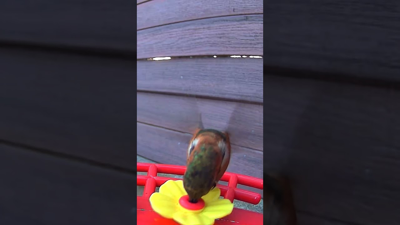 Hummingbirds bird mating call 