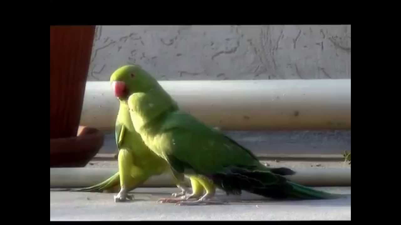 Mantislive- Bird Watching- Rose Ring Parrakeet