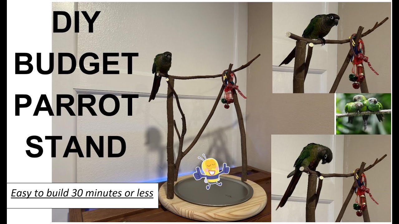 DIY Budget Parrot Stand - YouTube