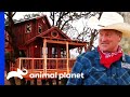 'Sneaky Pete' Builds A Double Decker Saloon House In A Huge Oak | Treehouse Masters