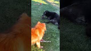 MIREN EL FINAL DEL VIDEO, EL AGRADECIMIENTO DE PARTE DE ÉL 😱🙂