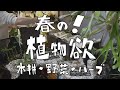 植物欲が大発散！水耕、野菜(14種)、ハーブ栽培(8種)をベランダ×部屋で挑戦してみる