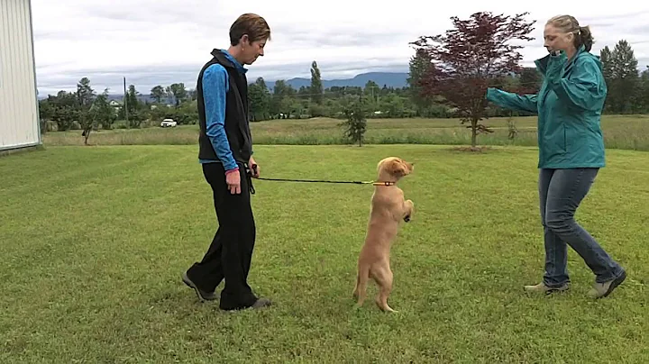 Loose leash heeling