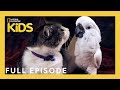 Animal Friendships and Their Roles