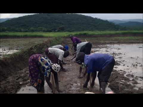 Video: Jinsi Ya Kupanda Lawn? Kusimamia Katika Chemchemi Ya Nyasi Za Lawn Kwenye Inayokua Tayari? Jinsi Ya Kupanda Mbegu Kwa Usahihi Baada Ya Msimu Wa Baridi?