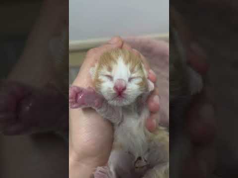 Newborn Cat Cute !!! 🐾❤️😍 #catshorts #kitten