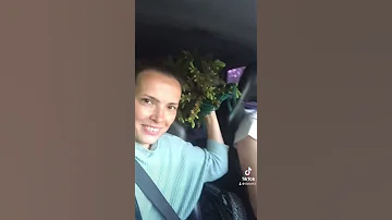 Пересадка ели // как пересадить ель