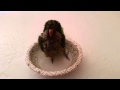 Quaker Parrot taking a bath