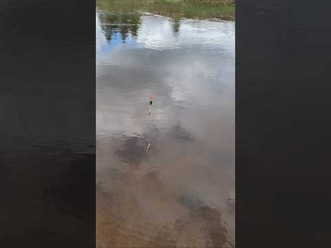 мой первый пескарь в этом сезоне #automobile #рыбалканафидер #рыбалка #рыбалканаозере #пескарь