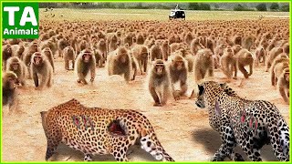 The Leopard Was Wrong - 100 Baboons Brutally Attacked The Leopard | Wild Animals Attack