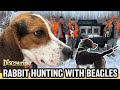 Discovering  rabbit hunting with beagles